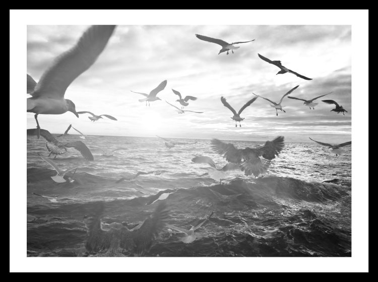 Gerahmtes Bild LORNA 30x40 cm Motiv Birds / Rahmen schwarz von Spiegelprofi