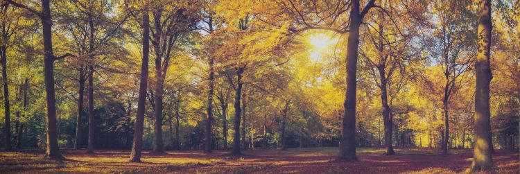 Leinwandbild CLEO 50x150 cm Motiv Autumn forest von Spiegelprofi